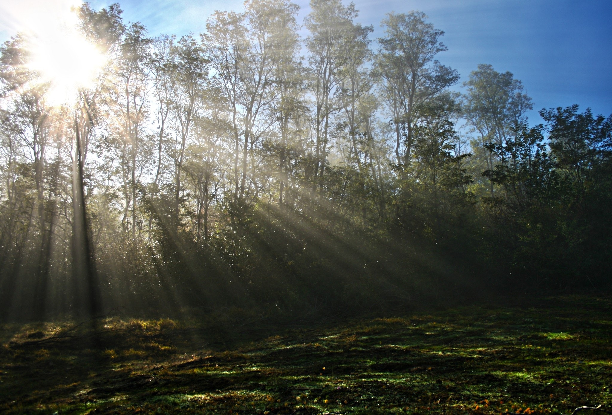 forest-grass-morning-47864